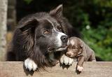 BORDER COLLIE 1059